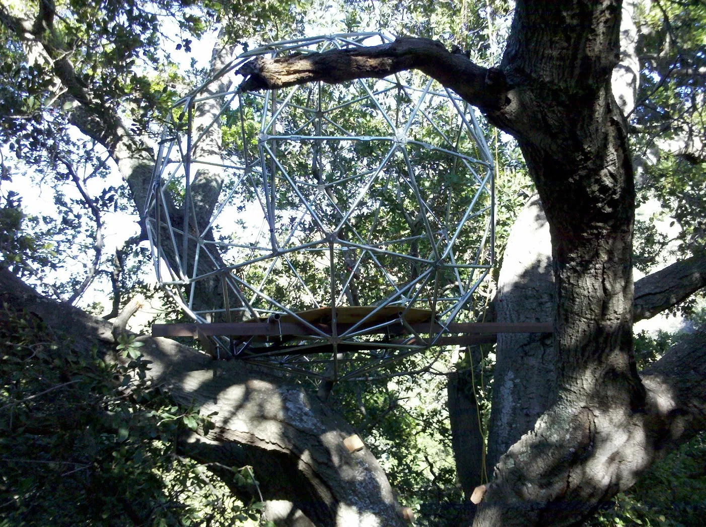 geodesic frame in an oak tree